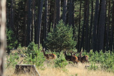 Horses in a forest