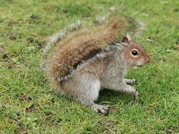 Close-up of squirrel on field