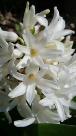 Close-up of white flowers blooming outdoors