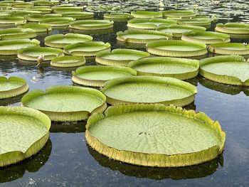 High angle view of lily pads in lake