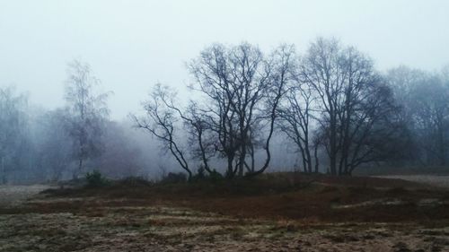 Bare trees on field against sky