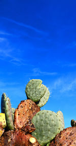 Close-up of prickly pear cactus against blue sky