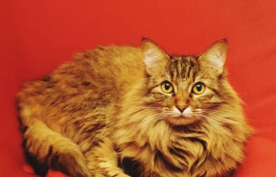 Close-up portrait of maine coon sitting on red sofa