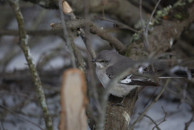 Close-up of bird perching on branch