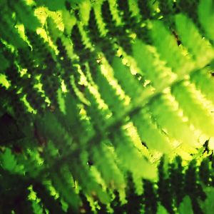 Full frame shot of green leaves