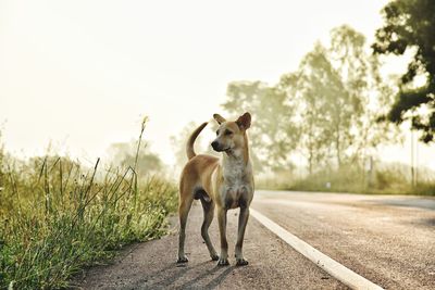 Dog looking away on road against clear sky