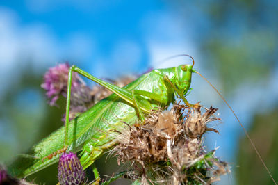 Close-up of butterfly on plant