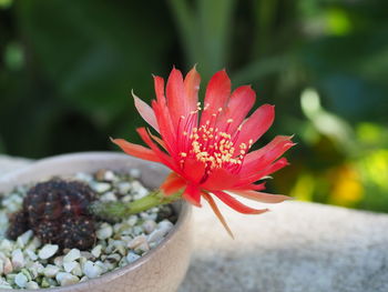 Close-up of red flower on potted plant