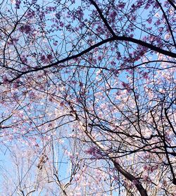 Low angle view of tree against sky