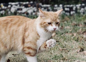 Close-up of a cat on field