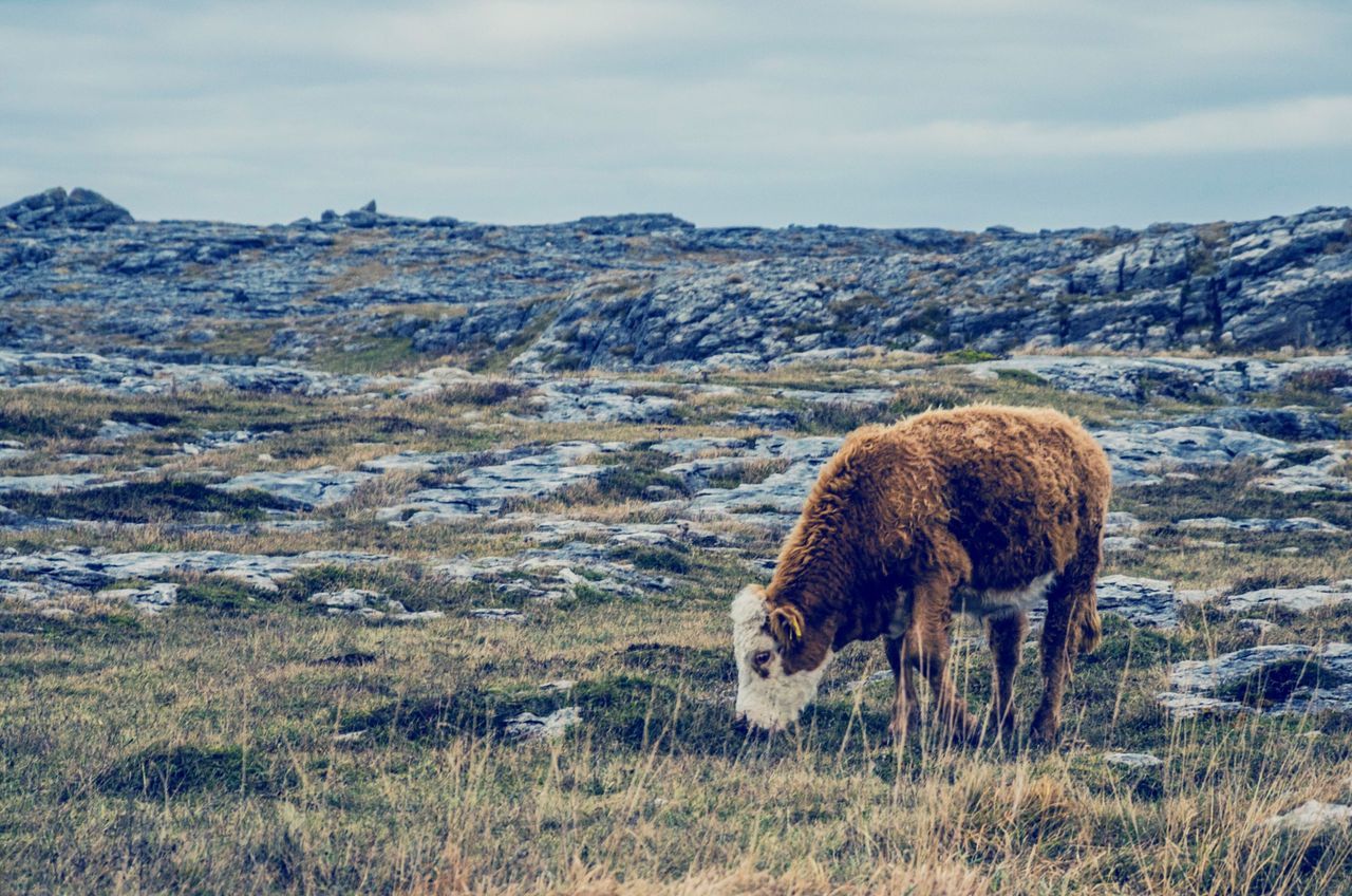 animal themes, mammal, domestic animals, mountain, landscape, sky, field, grass, livestock, one animal, nature, grazing, tranquil scene, tranquility, standing, sheep, mountain range, beauty in nature, cloud - sky, scenics