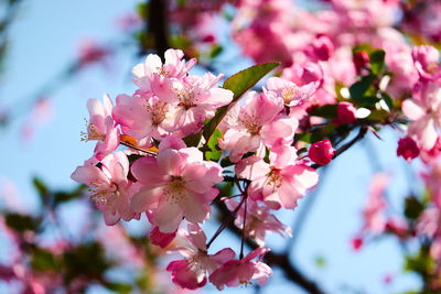 Close-up of pink cherry blossoms in spring