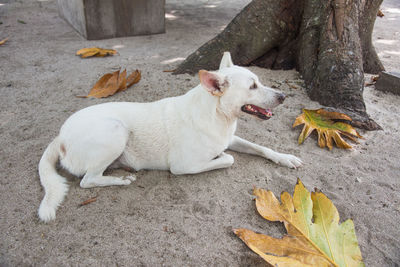 Close-up of dog