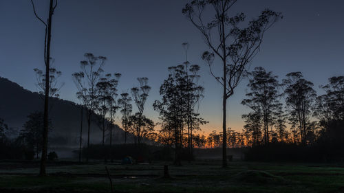 Silhouette trees on field against sky at night