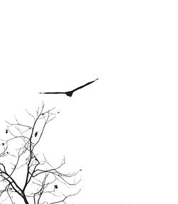 Silhouette birds on twig against clear sky