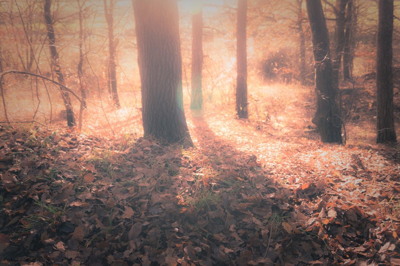 tree, autumn, forest, tranquility, change, tree trunk, season, woodland, nature, tranquil scene, beauty in nature, growth, leaf, scenics, orange color, landscape, non-urban scene, fallen, outdoors, falling