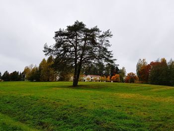 Trees on field against sky