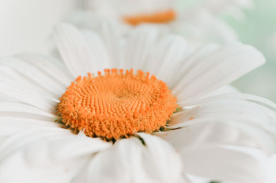 Close-up of white daisy flower