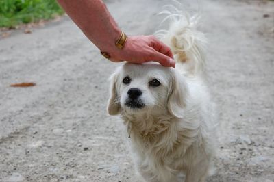 Close-up of woman with dog