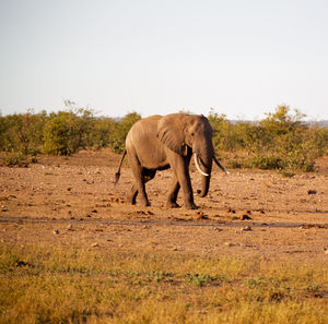 View of elephant walking on landscape against clear sky