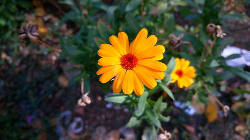 Close-up of yellow daisy blooming outdoors