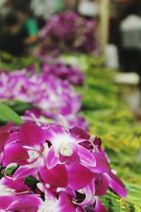 Close-up of pink flowers blooming outdoors