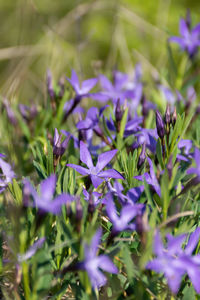 Close-up of purple flowering plants