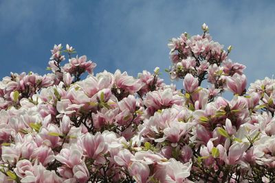 Close-up of pink flowers blooming on tree against sky