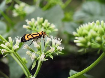 Close-up of butterfly pollinating on flower