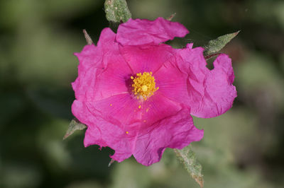 Close-up of pink flowering plant