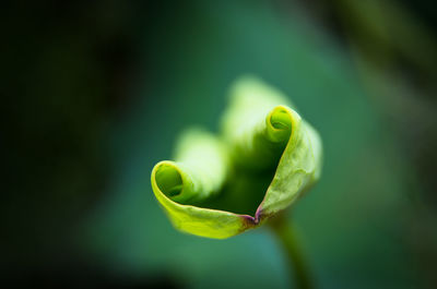 Close-up of fern