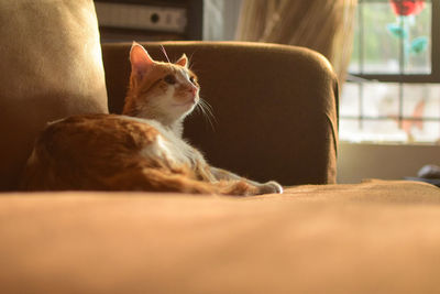 Close-up of a cat resting on sofa