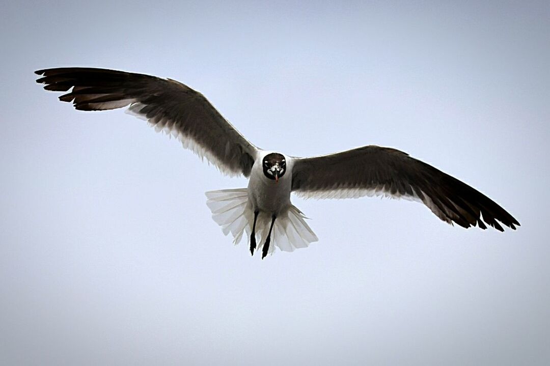 LOW ANGLE VIEW OF EAGLE FLYING IN CLEAR SKY