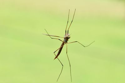 Close-up of insect
