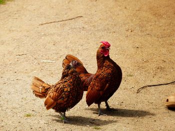 Rooster on field