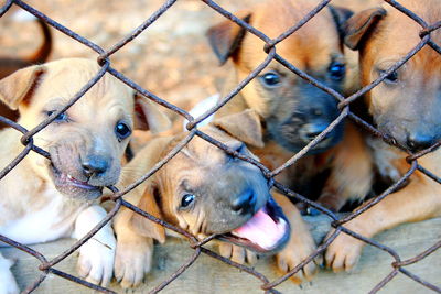 Close-up portrait of puppies biting chainlink fence