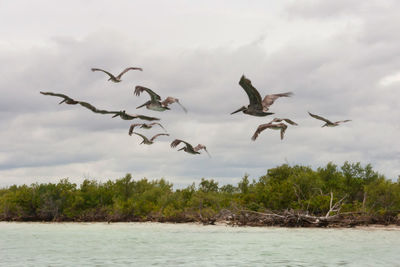 Seagulls flying in the sky