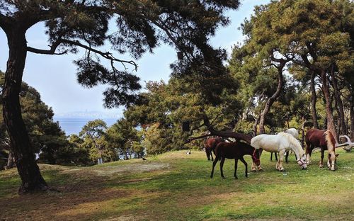 Horses on a hill, sea on the horizon