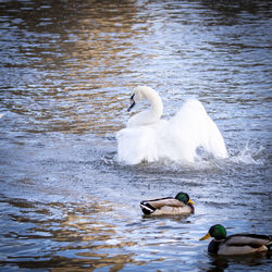 Swans swimming in lake