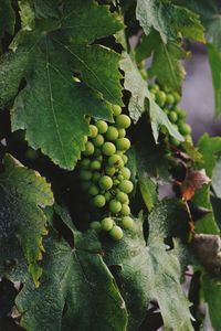 Close-up of berries growing on tree