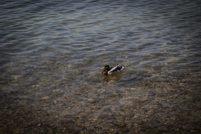 High angle view of ducks swimming in lake
