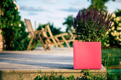 Close-up of potted plant on table