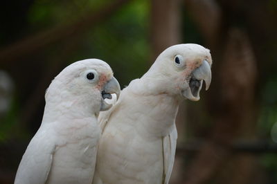 Close-up of two birds
