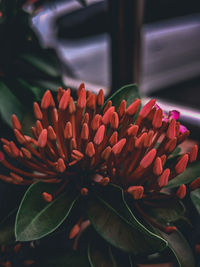 Close-up of potted plant