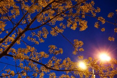 Low angle view of trees