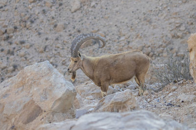 Side view of a reptile on rock