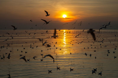 Flock of birds flying over sea during sunset