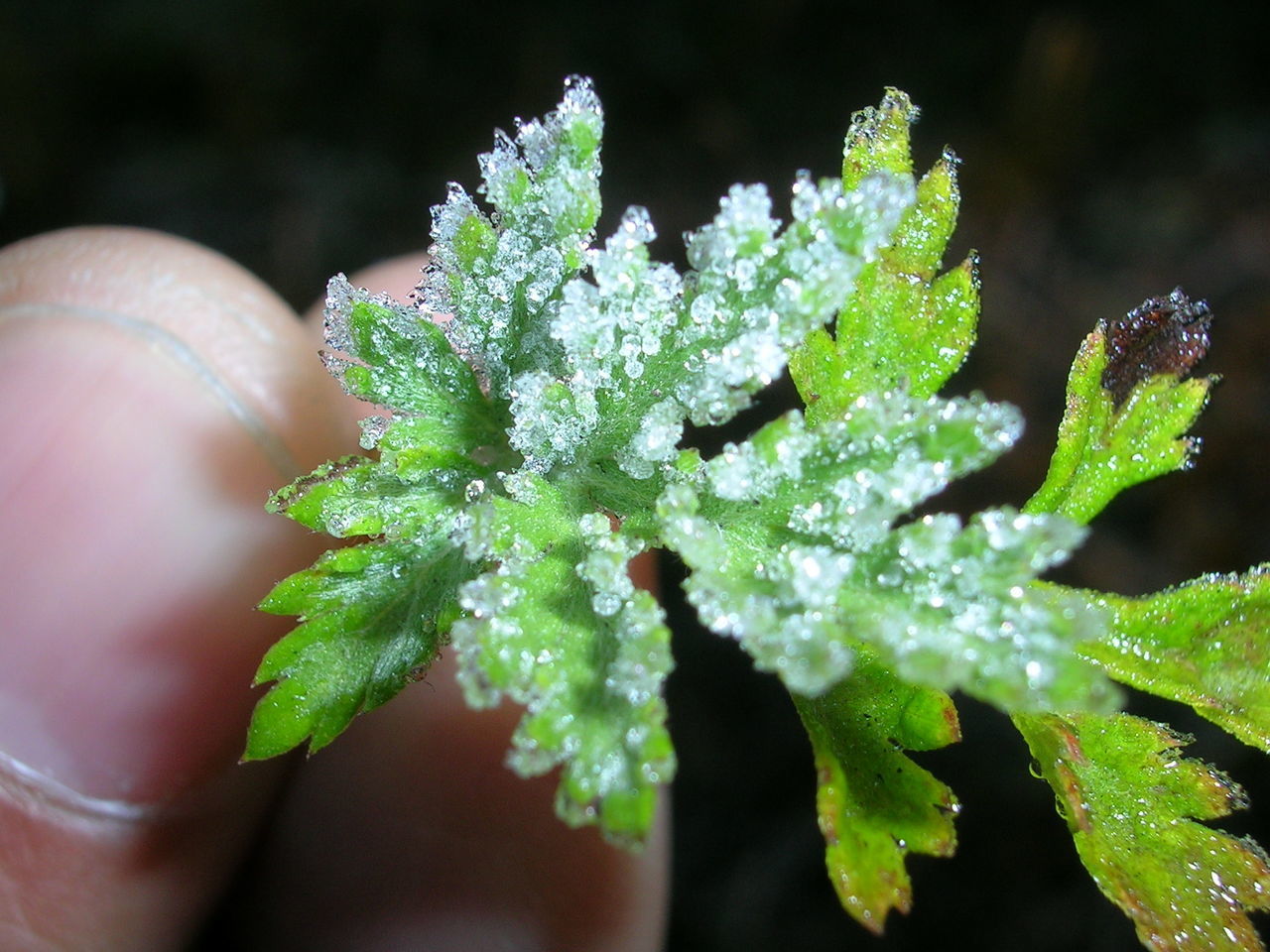 CLOSE-UP OF FRESH GREEN PLANT