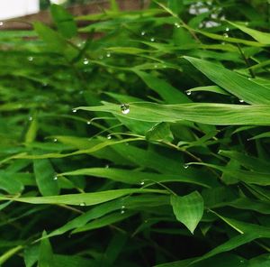 Close-up of insect on plant
