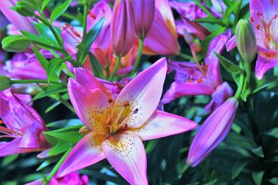 Close-up of pink flower